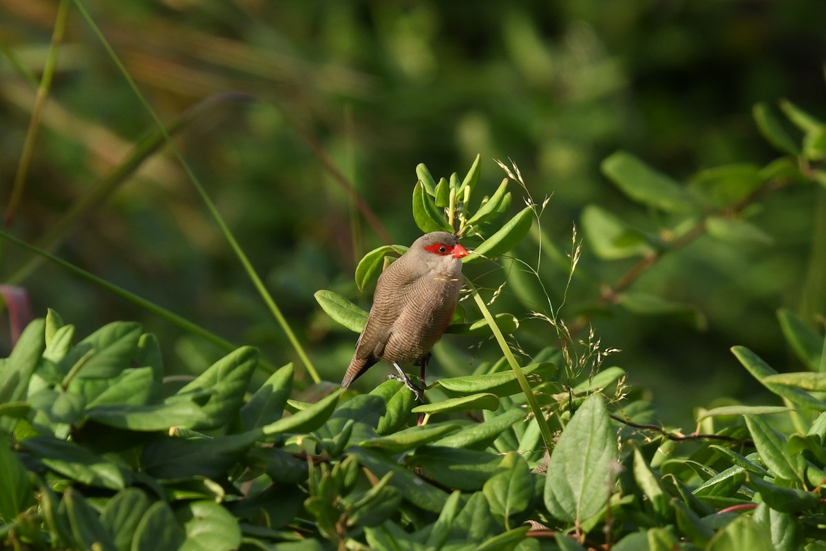 Common Waxbill - ML647234393