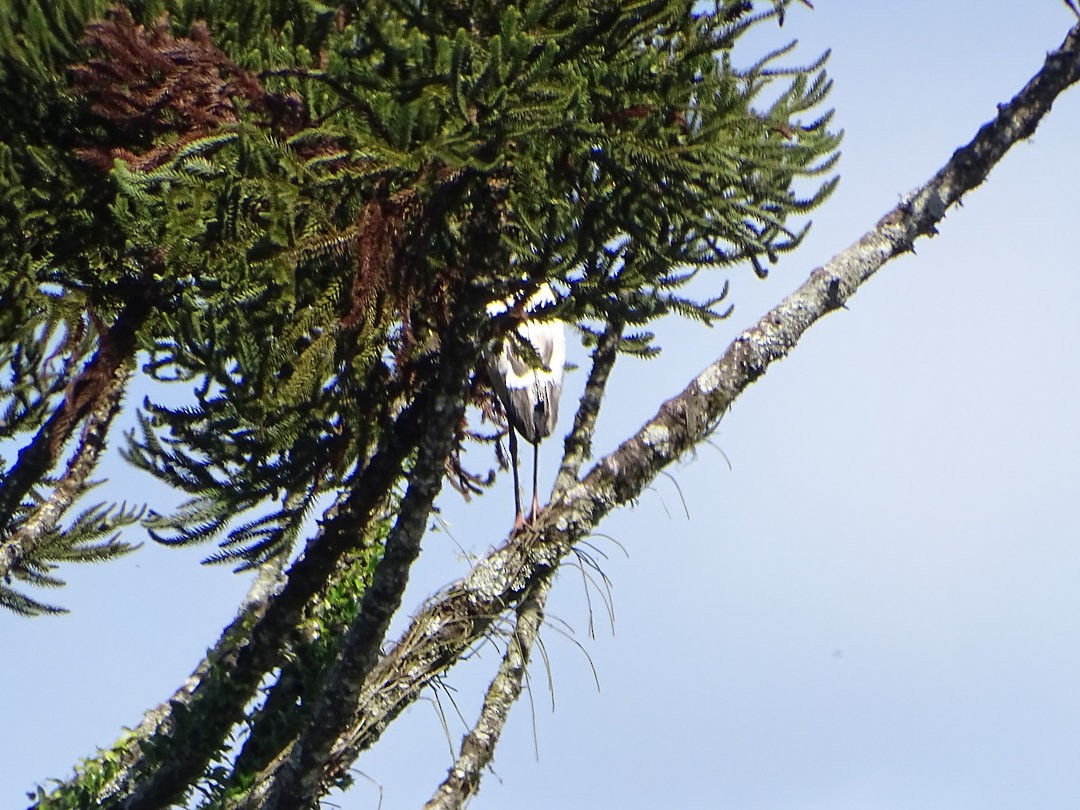 Wood Stork - ML647234396