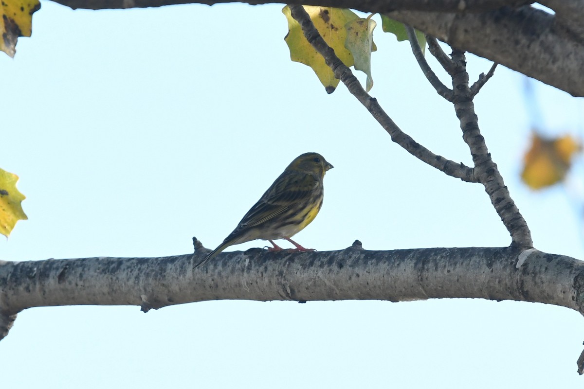 European Serin - ML647234397