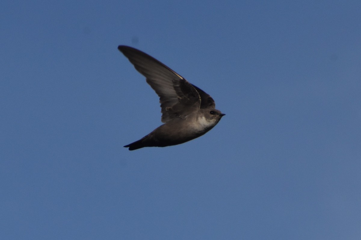 Eurasian Crag-Martin - ML647234398