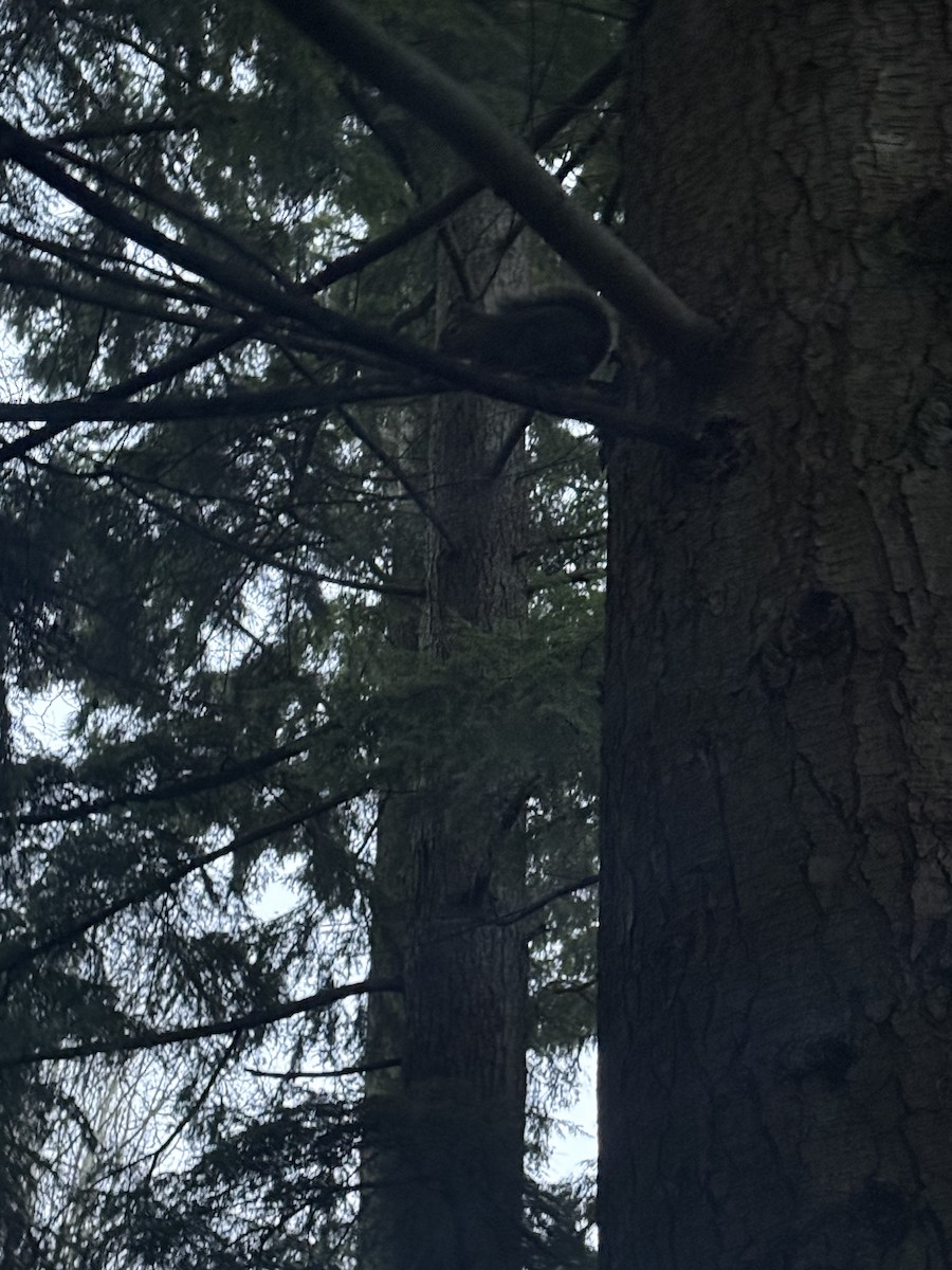 Douglas' Squirrel - ML647234399