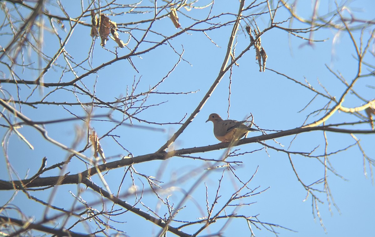 Mourning Dove - ML647234401