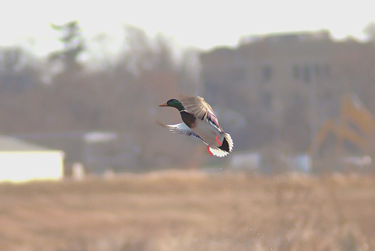 Mallard - ML647234404