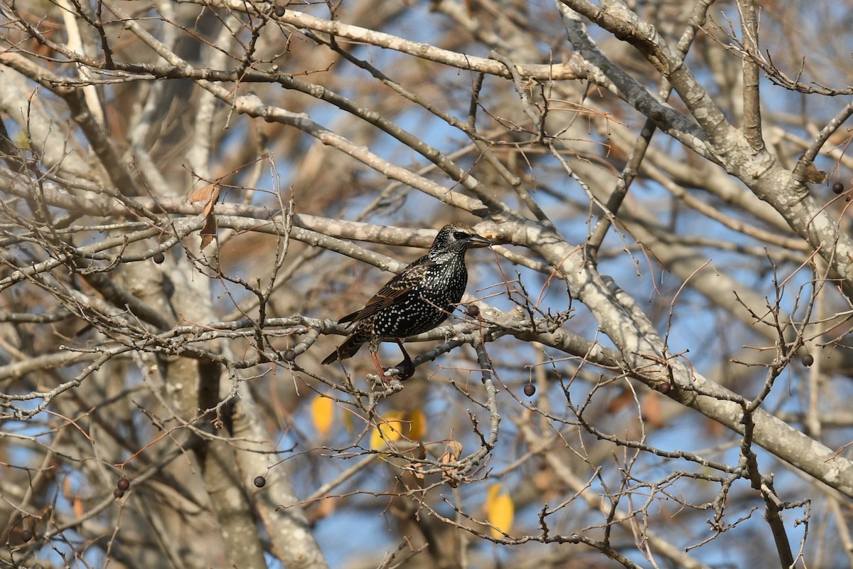 European Starling - ML647234405