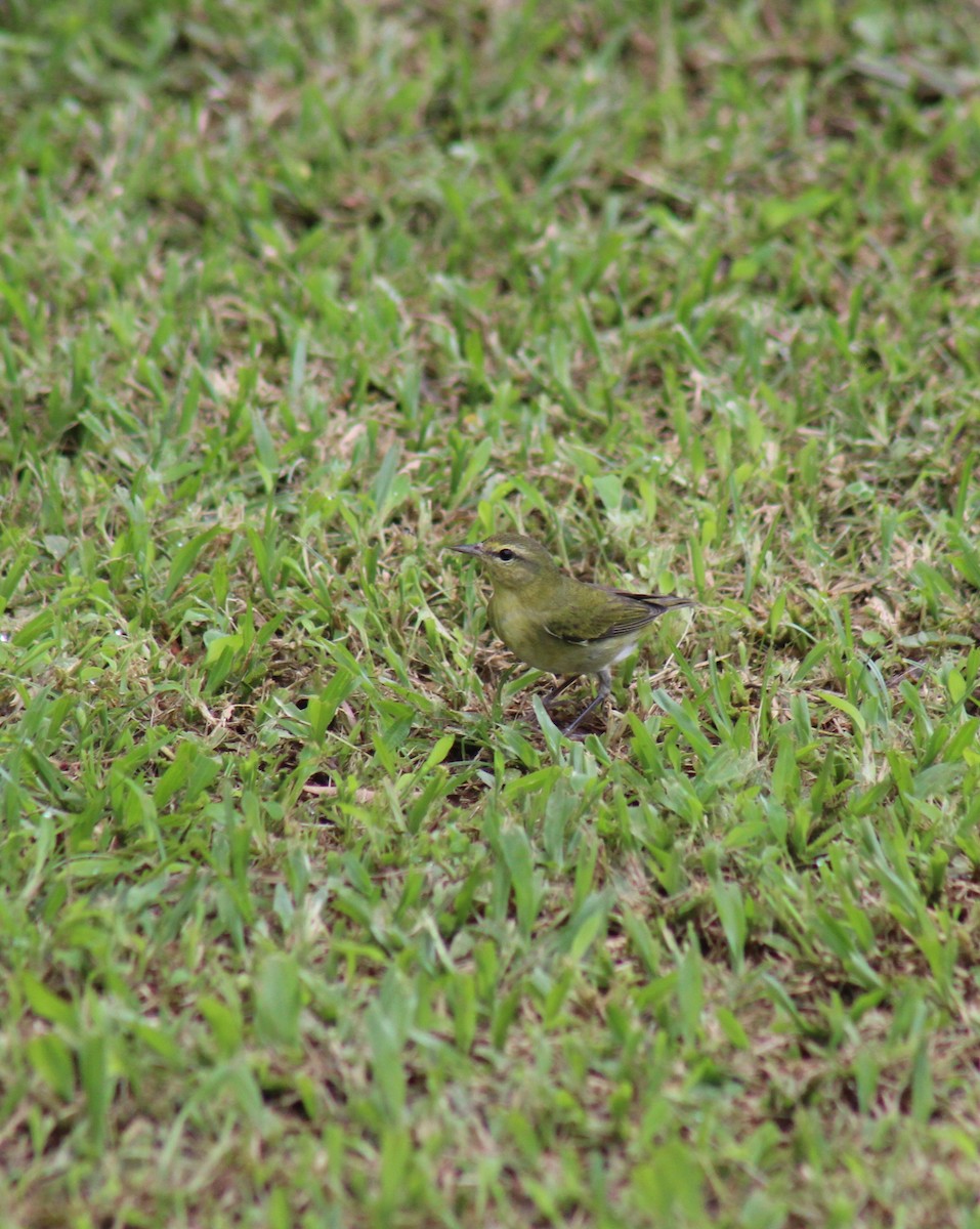 Tennessee Warbler - ML647234406