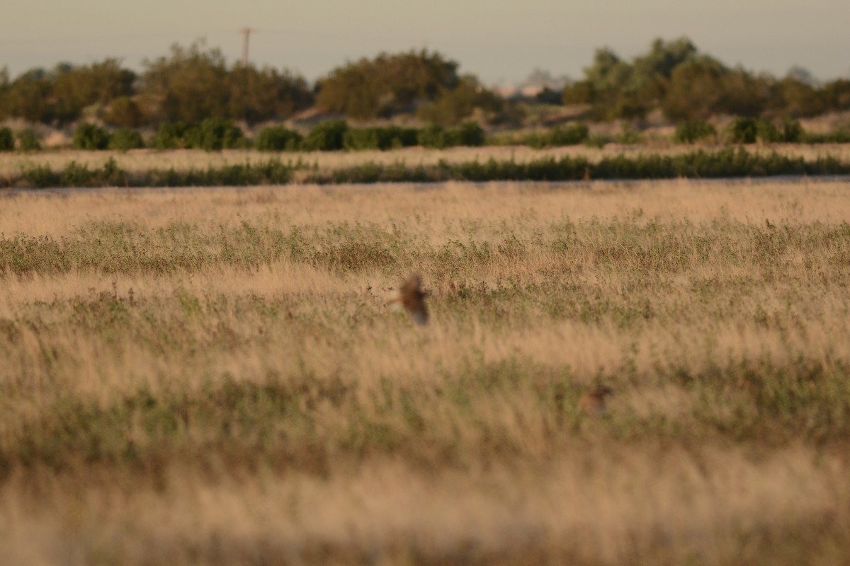 Sturnella meadowlark sp. - ML647234408