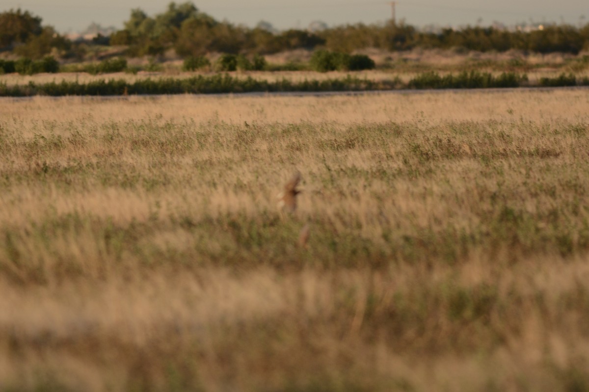 Sturnella meadowlark sp. - ML647234409