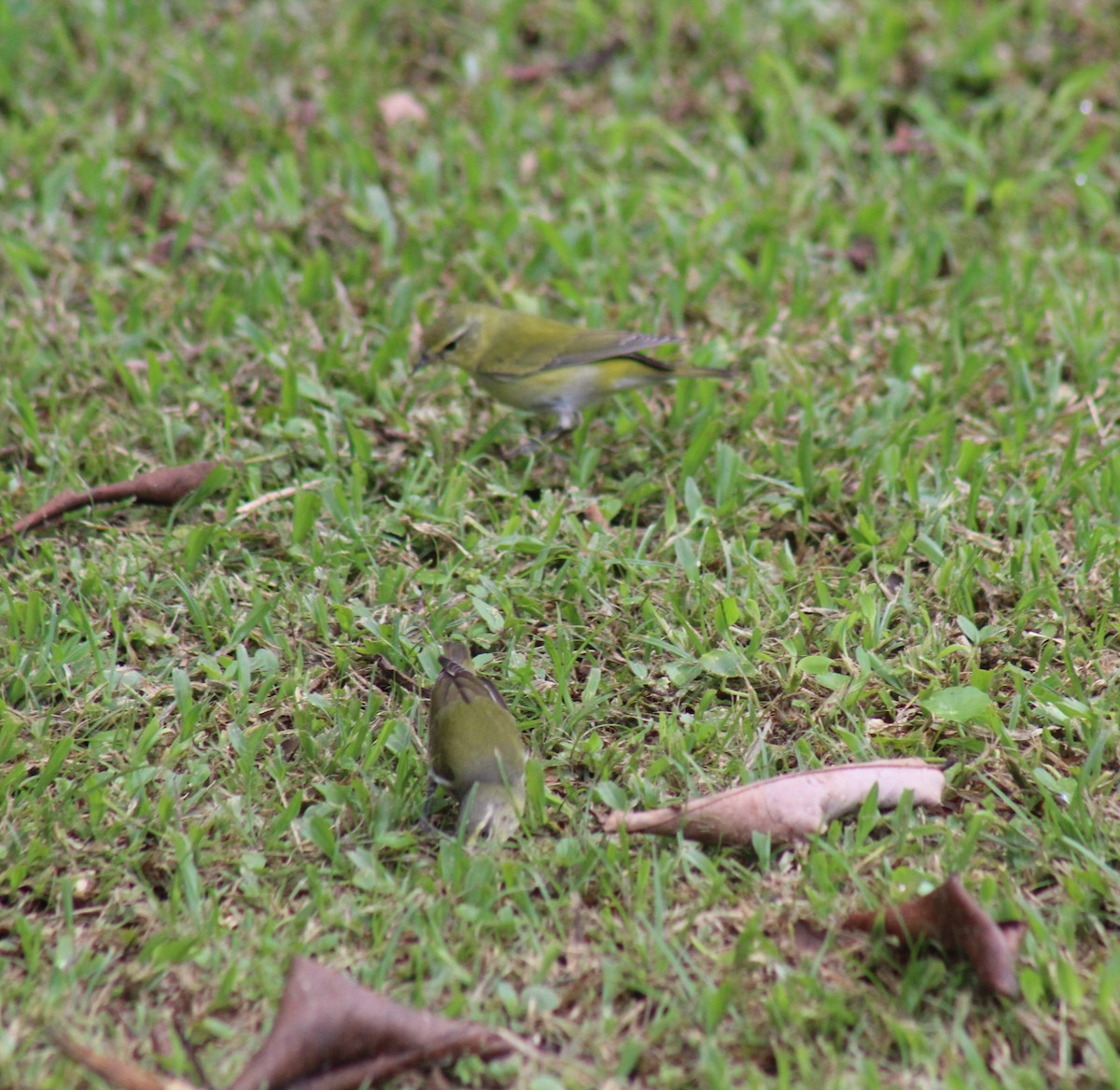 Tennessee Warbler - ML647234411