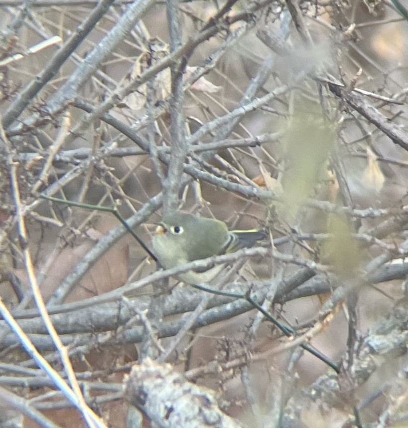 Ruby-crowned Kinglet - ML647234422