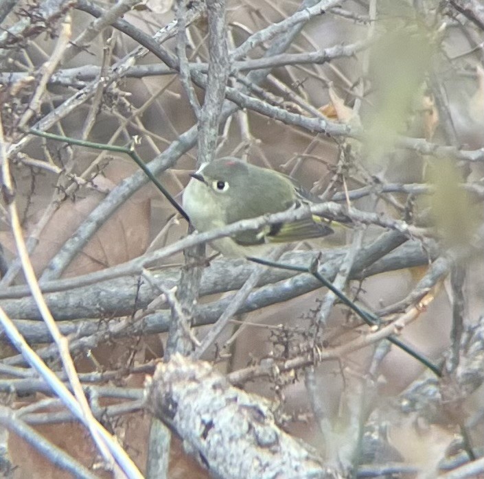 Ruby-crowned Kinglet - ML647234423