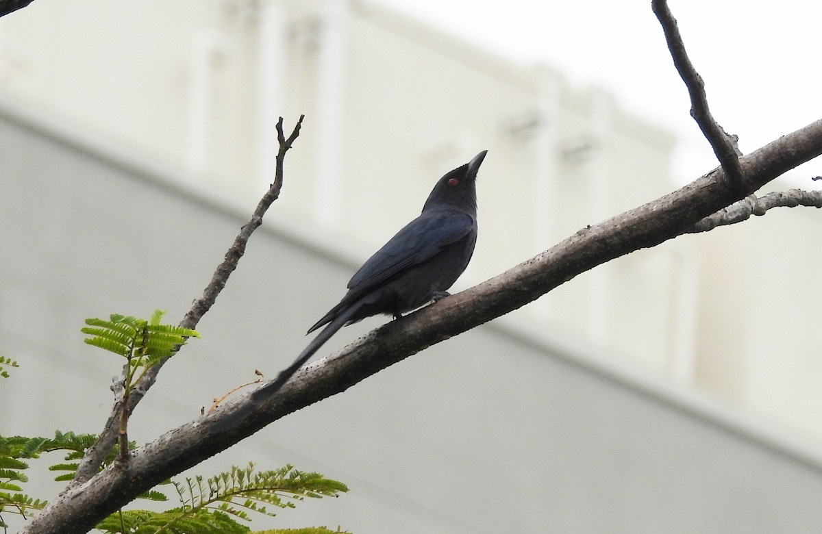 Ashy Drongo - ML647234425