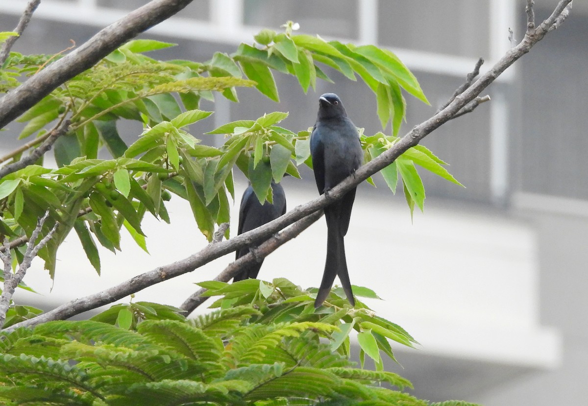 Ashy Drongo - ML647234426