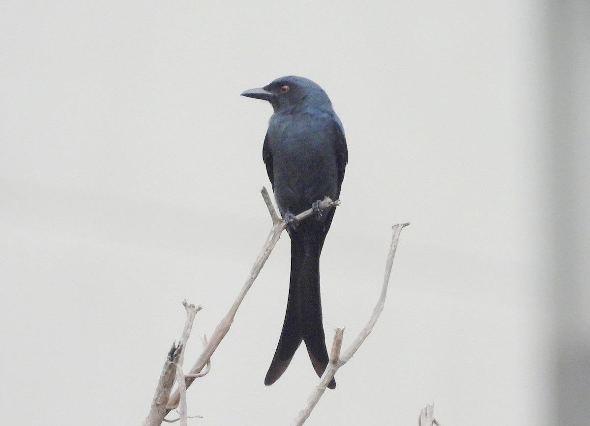 Ashy Drongo - ML647234427