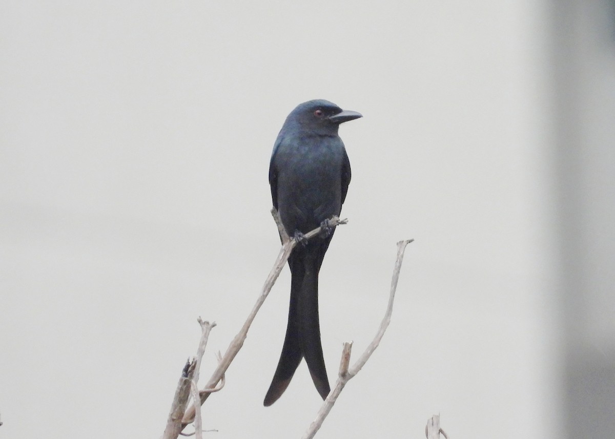 Ashy Drongo - ML647234428