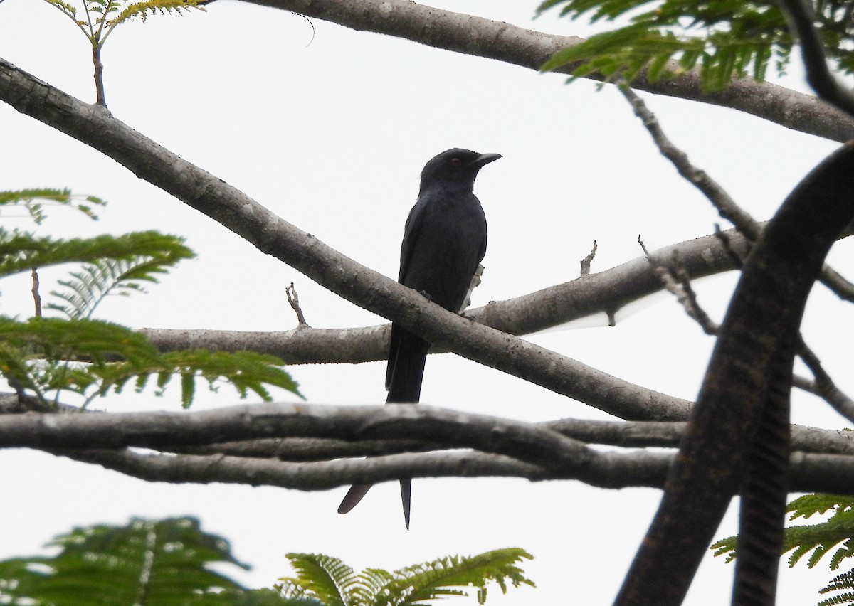 Ashy Drongo - ML647234429