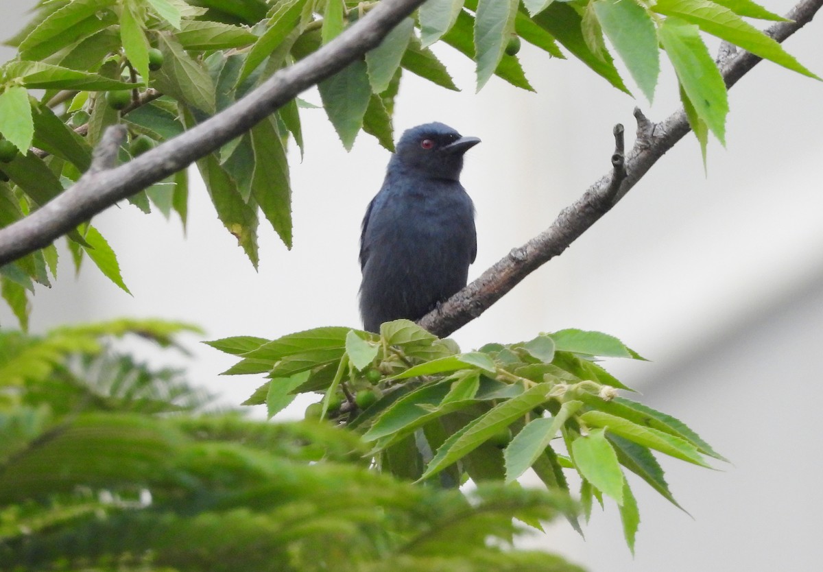 Ashy Drongo - ML647234430