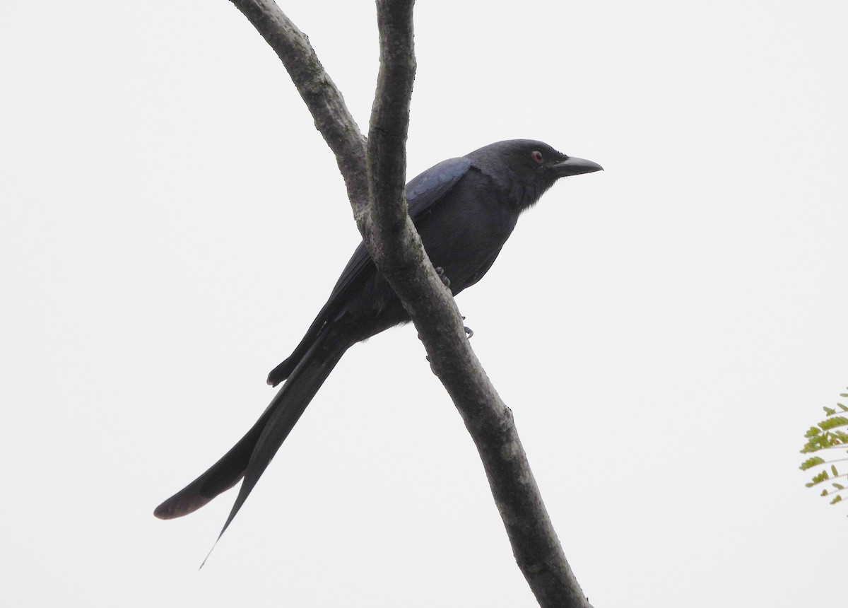 Ashy Drongo - ML647234431