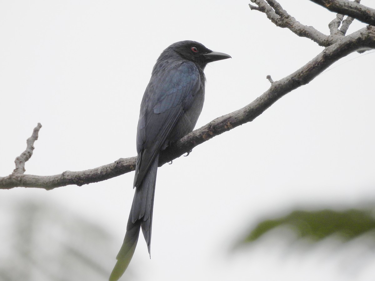 Ashy Drongo - ML647234432