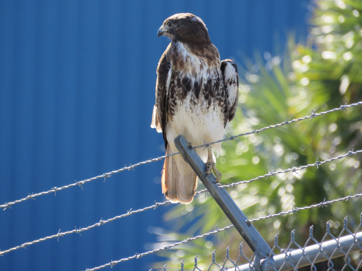Red-tailed Hawk - ML647234434