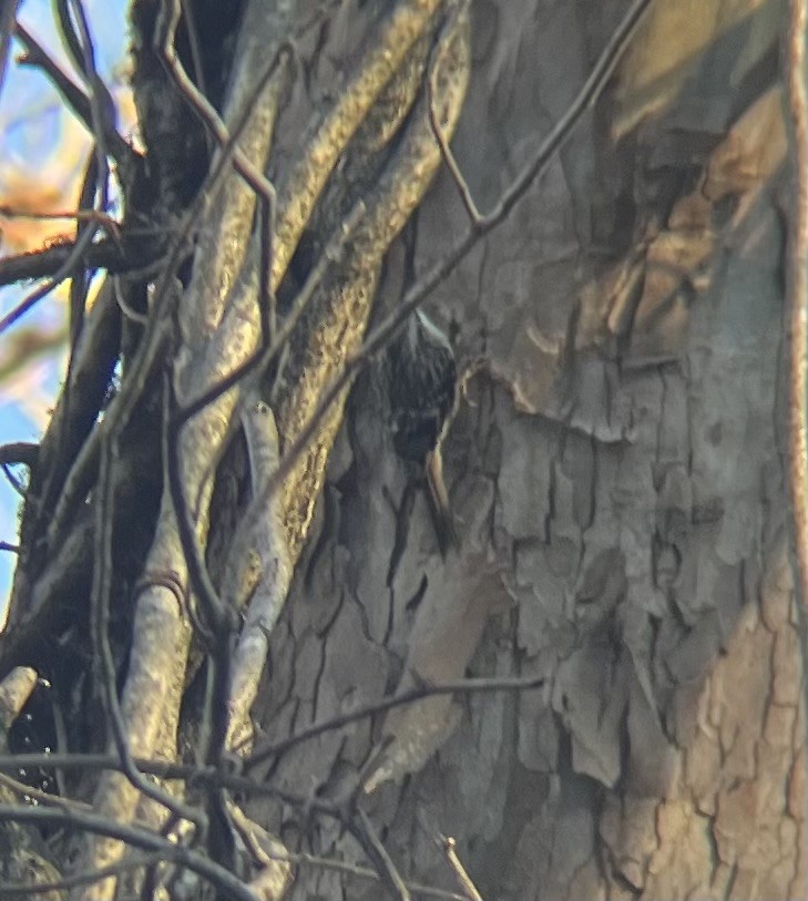 Brown Creeper - ML647234435