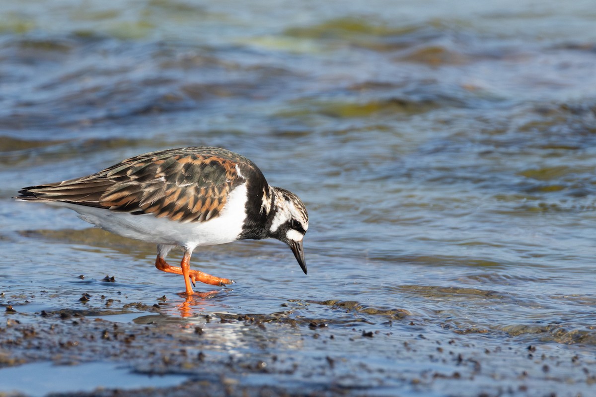Ruddy Turnstone - ML647234436
