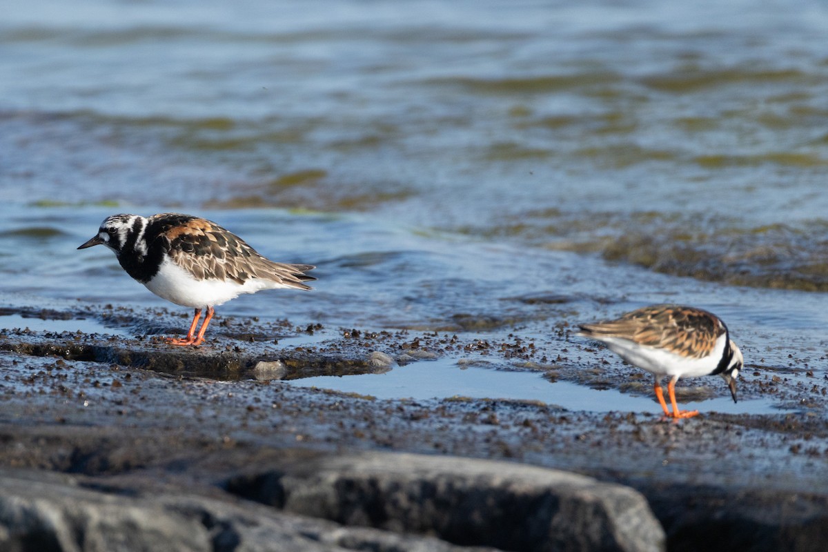 Ruddy Turnstone - ML647234437