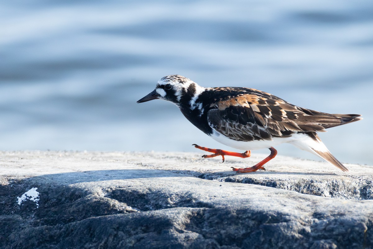 Ruddy Turnstone - ML647234438