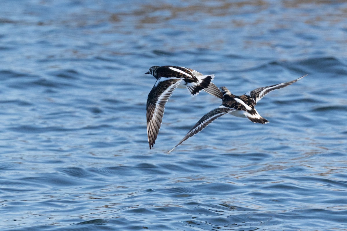 Ruddy Turnstone - ML647234439