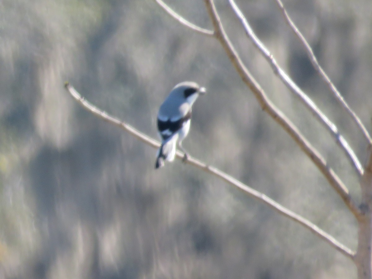 Американский сорокопут - ML647234447