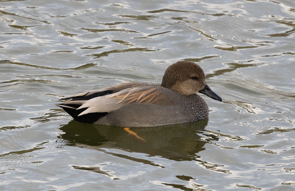 Gadwall - ML647234461