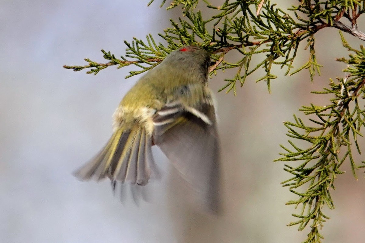 Rubingoldhähnchen - ML647234462