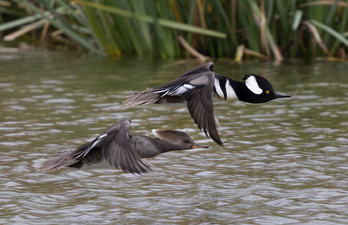 Hooded Merganser - ML647234473