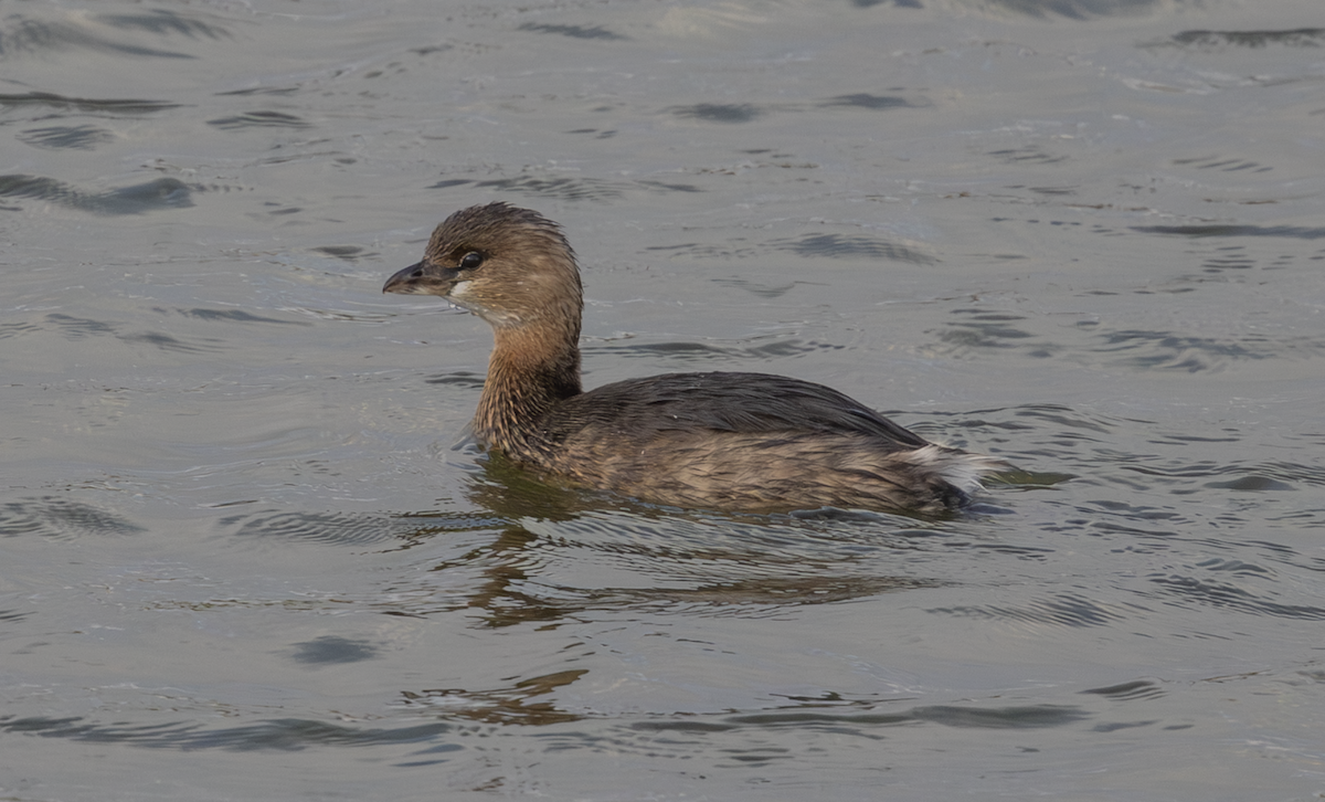 Pied-billed Grebe - ML647234480
