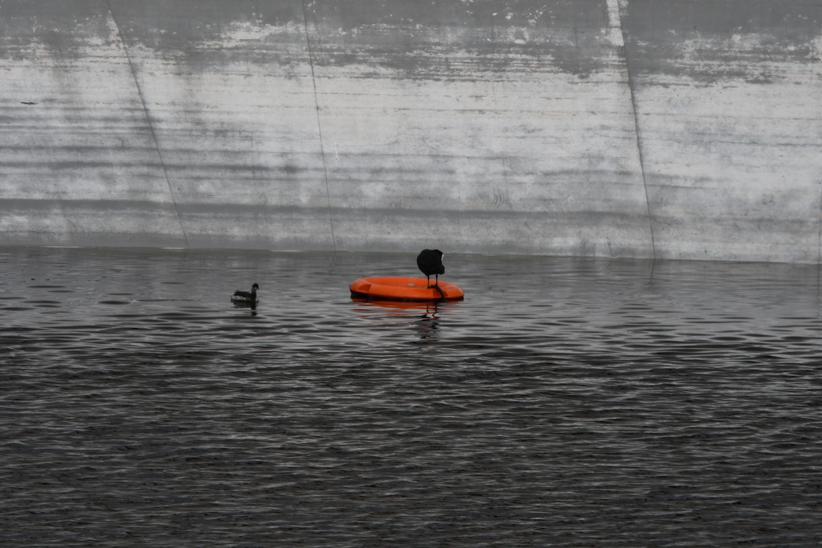 Grèbe à cou noir - ML647234481