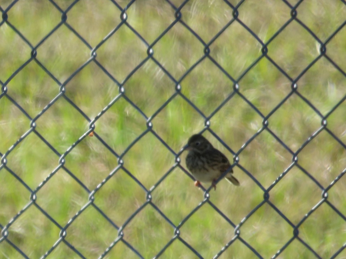 Вечерняя овсянка - ML647234492