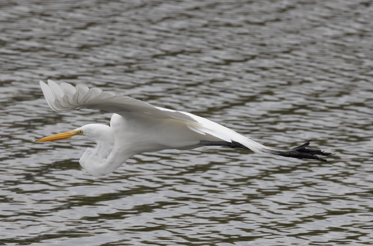 Great Egret - ML647234493