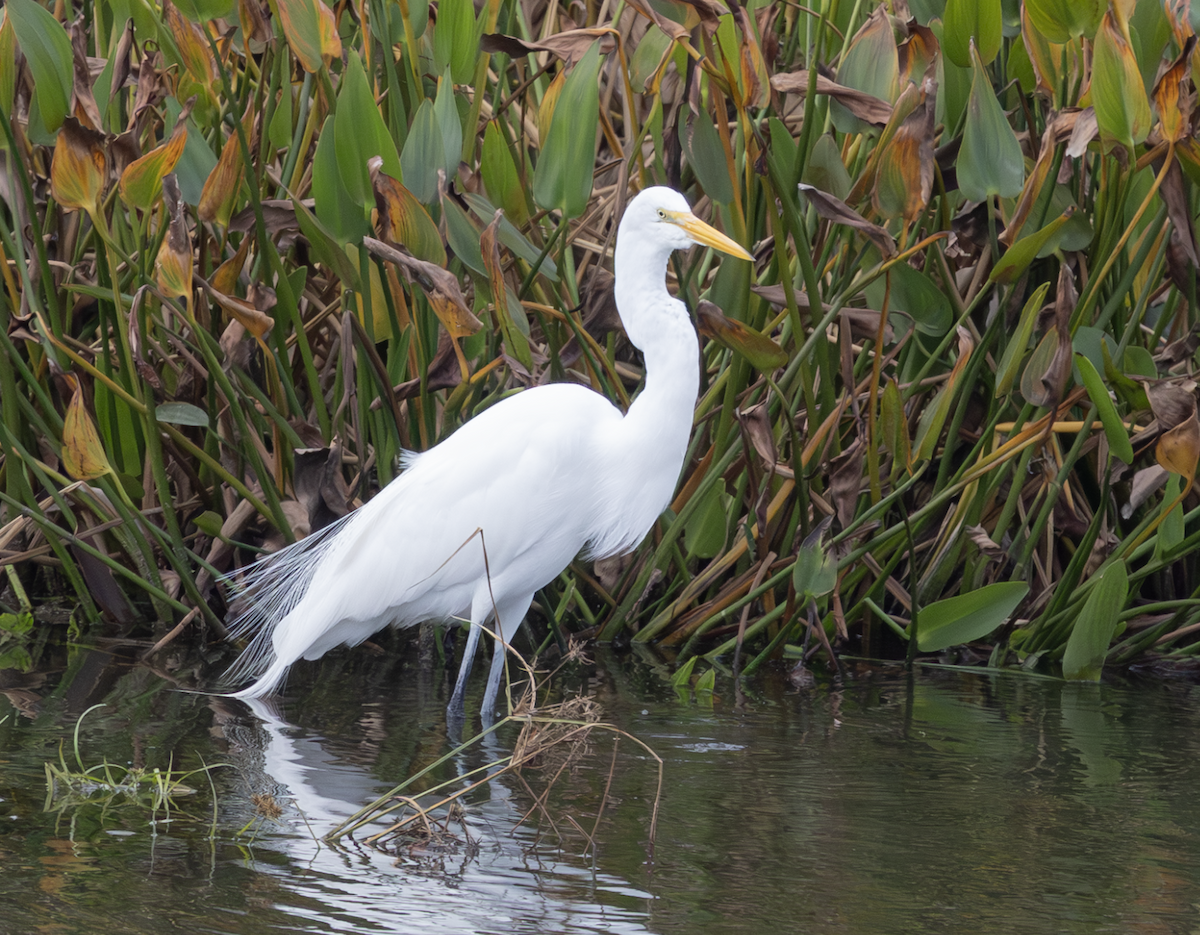 Great Egret - ML647234494