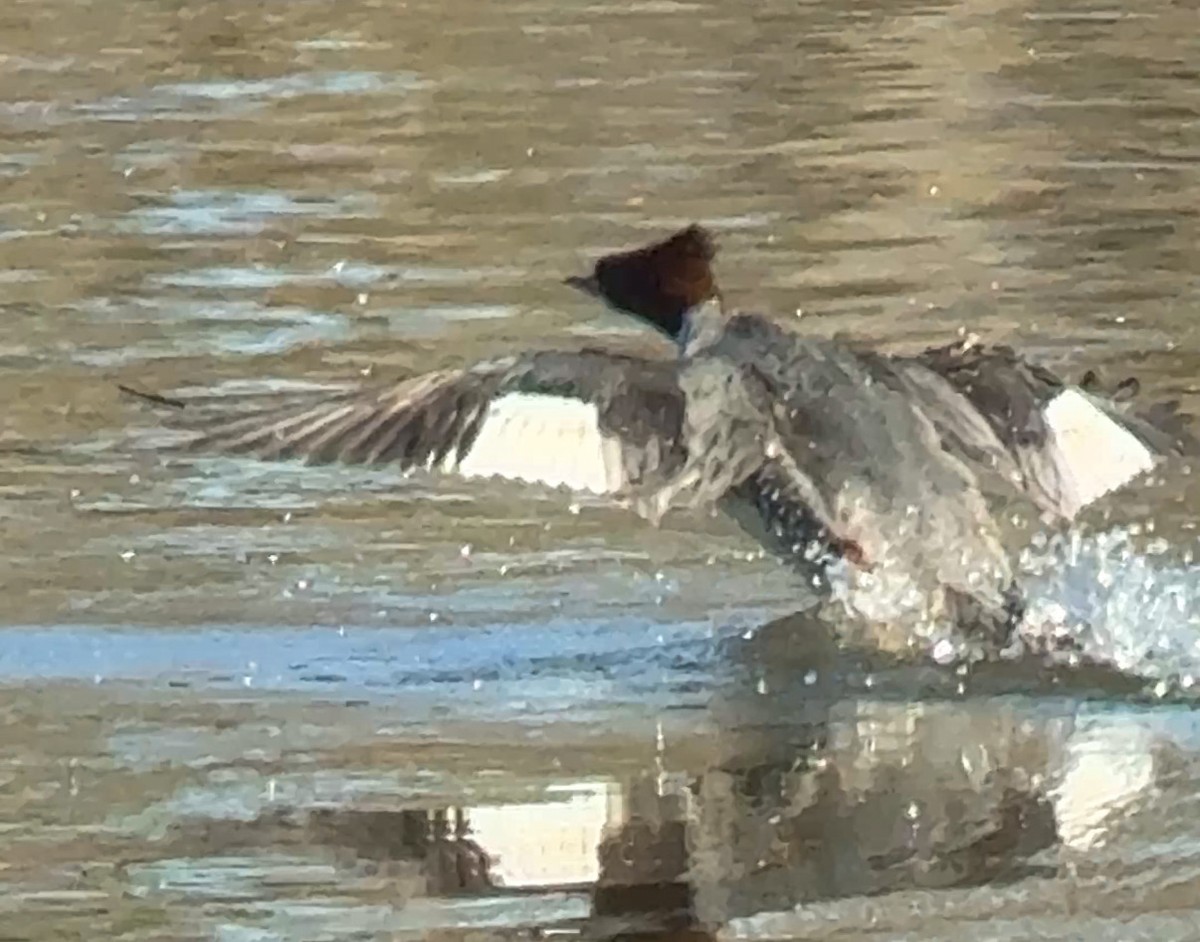 Common Merganser - ML647234497