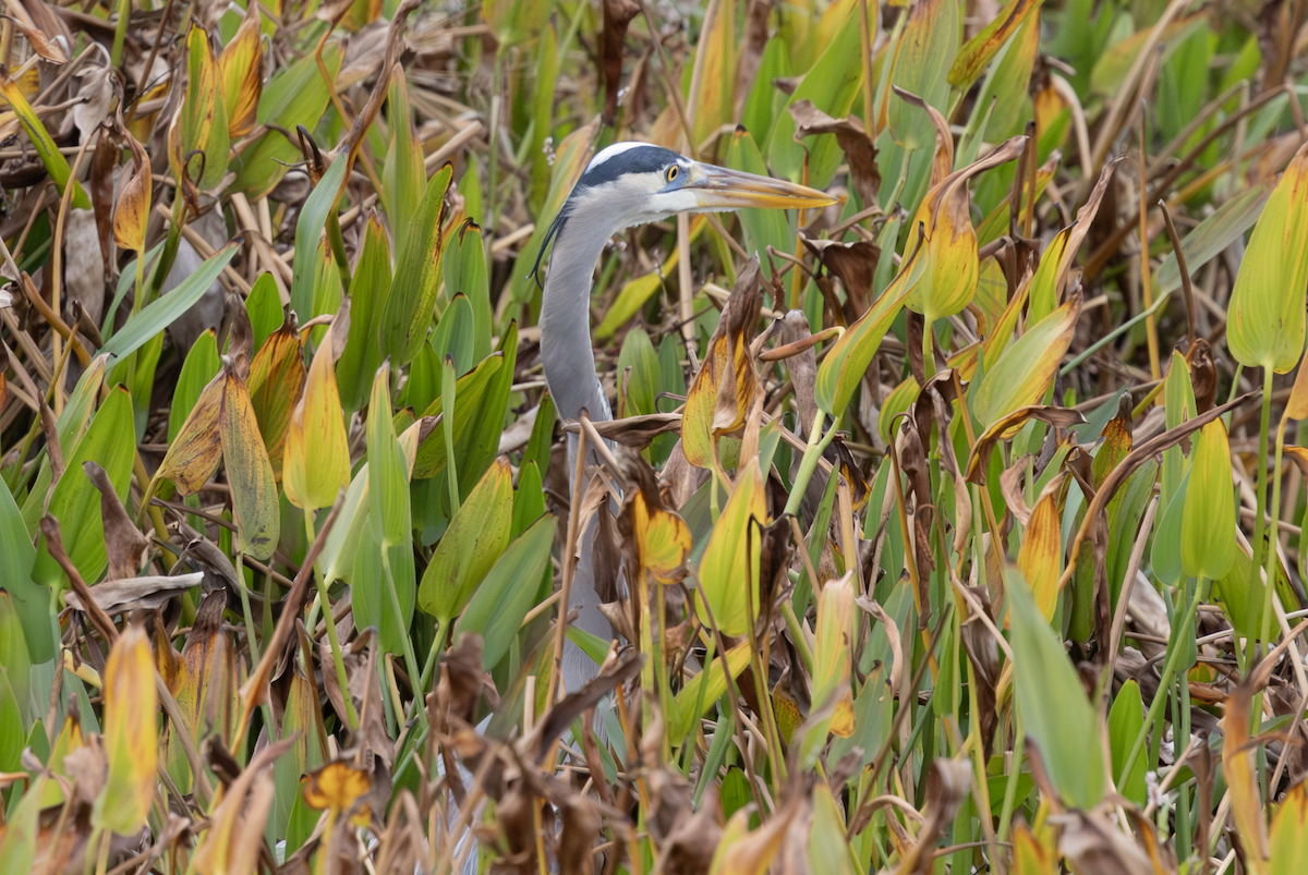 Great Blue Heron - ML647234502