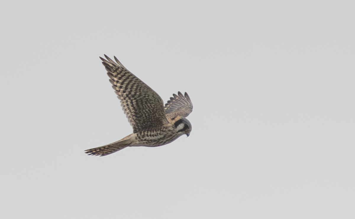 American Kestrel - ML647234505