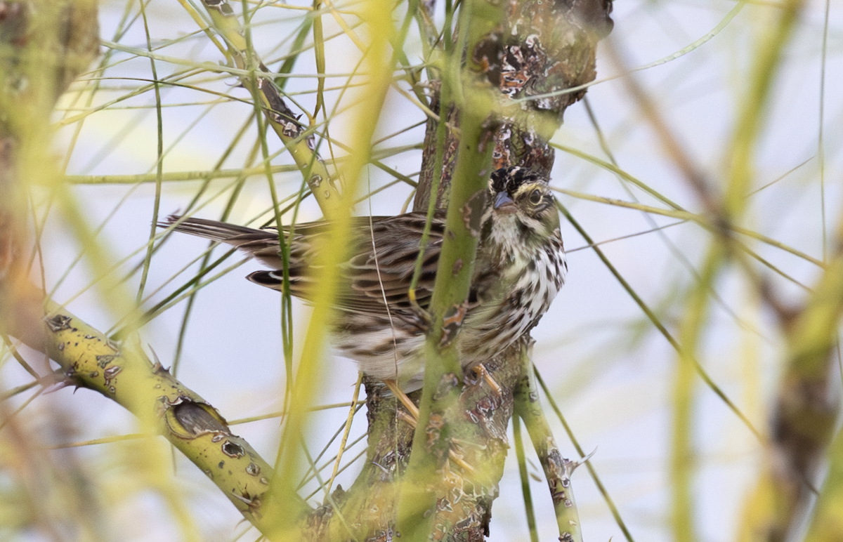 Savannah Sparrow - ML647234510