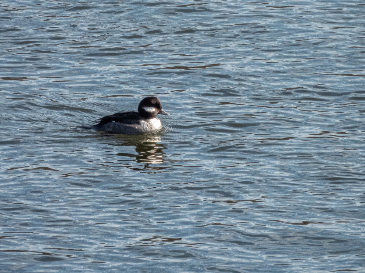Bufflehead - ML647234512