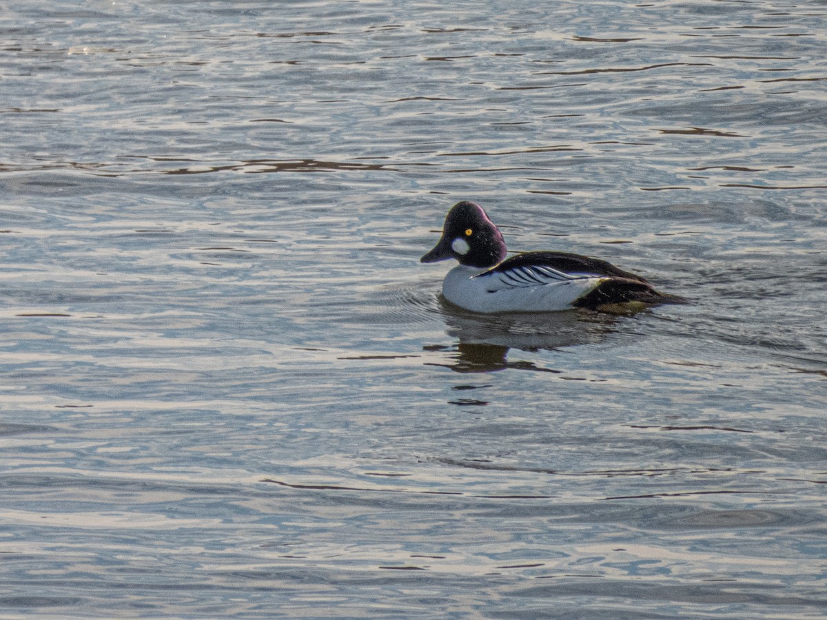 Quattrocchi - ML647234522