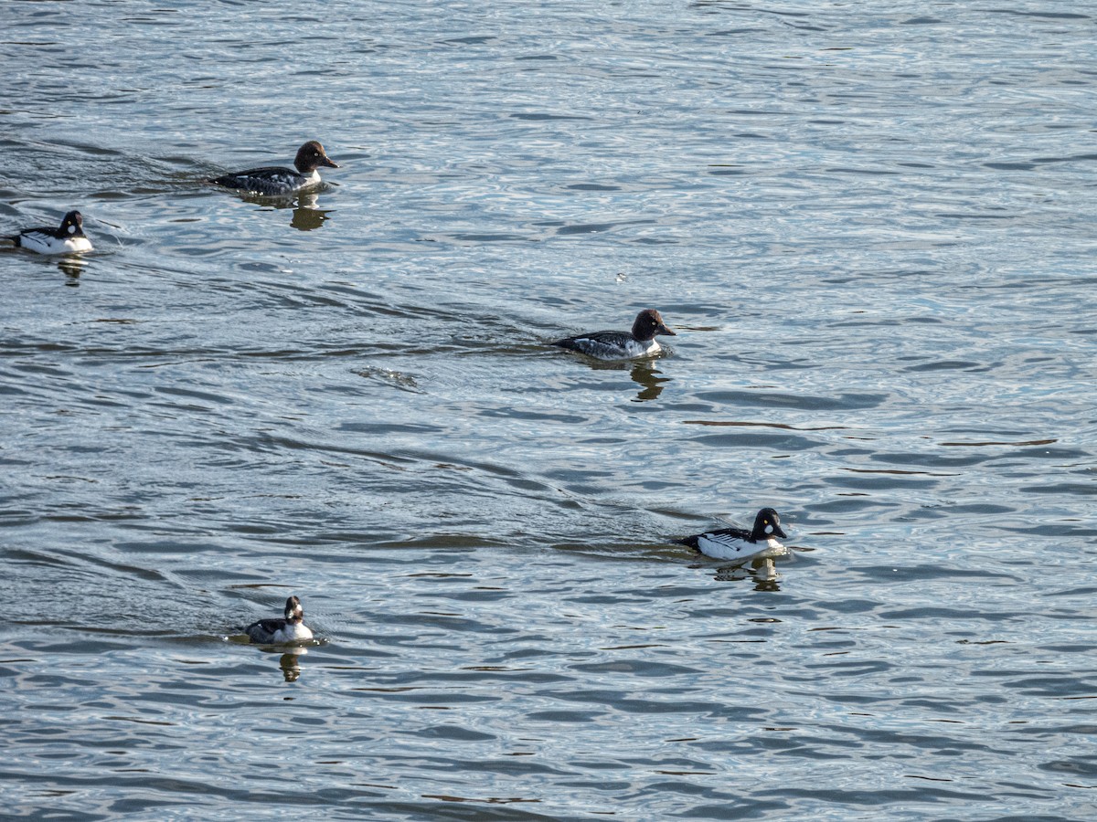 Quattrocchi - ML647234523