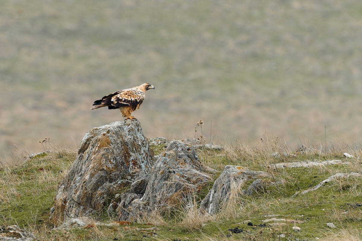 Spanish Eagle - ML647234526