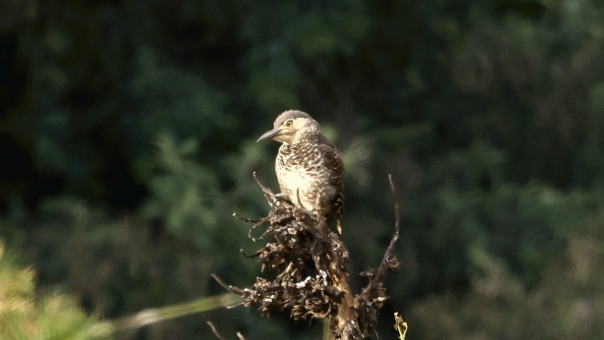 Chilean Flicker - ML647234527