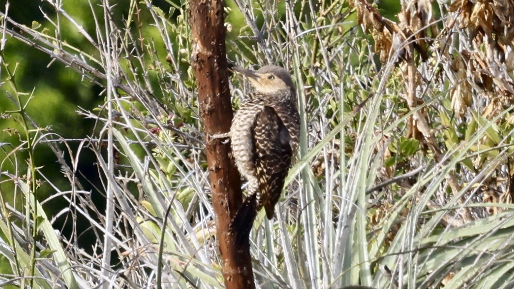 Chilean Flicker - ML647234528
