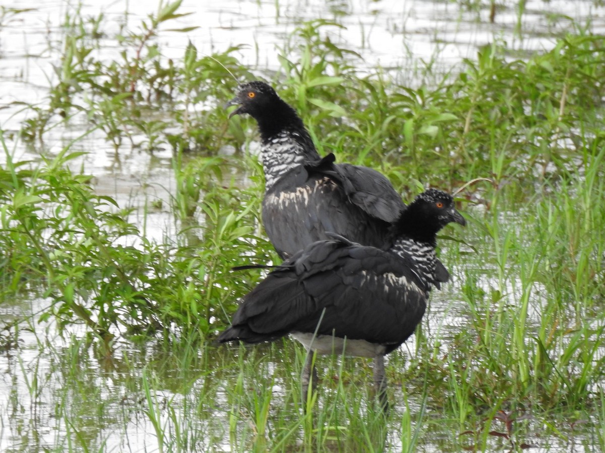 Horned Screamer - ML647234535