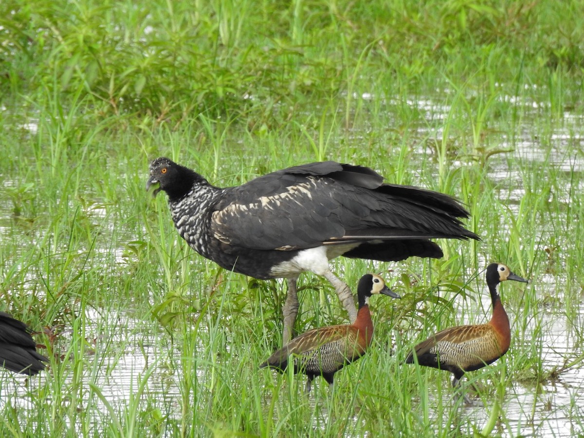 Horned Screamer - ML647234536