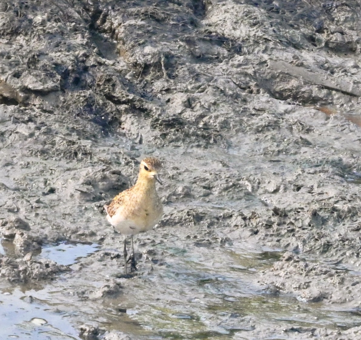 kulík pacifický - ML647234538